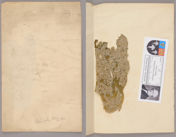 NHM_HH_1.120-2010 image NHM_HH_1.120-2010