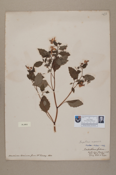 NHM_HH_19.52-2010 image NHM_HH_19.52-2010