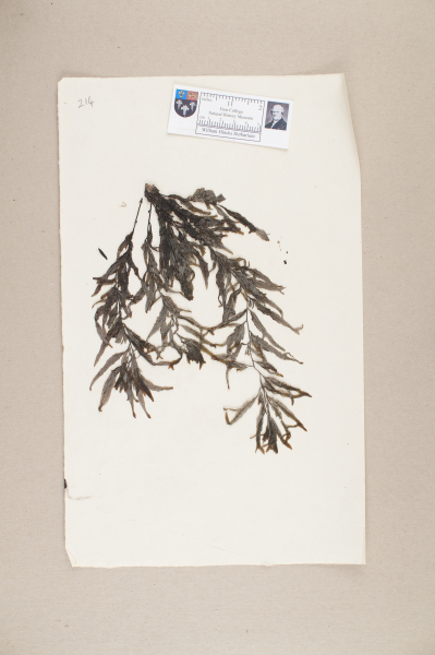 NHM_HH_1.214-2010 image NHM_HH_1.214-2010