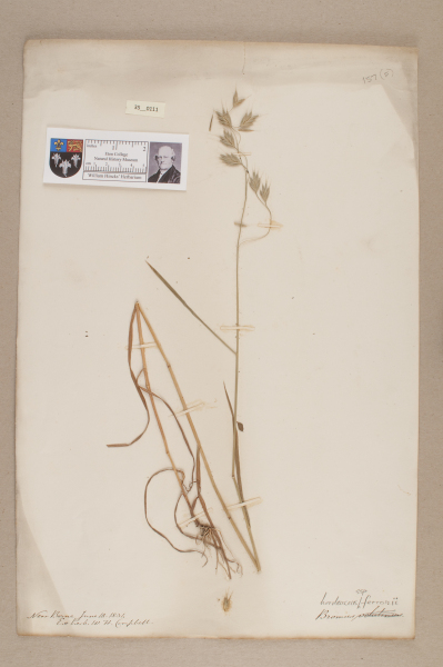 NHM_HH_35.111-2010 image NHM_HH_35.111-2010