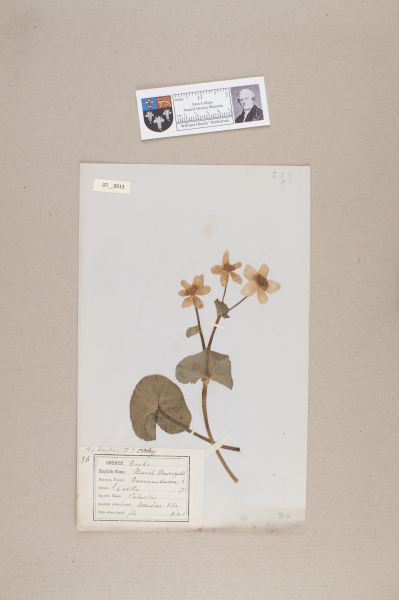 NHM_HH_7.13-2010 image NHM_HH_7.13-2010