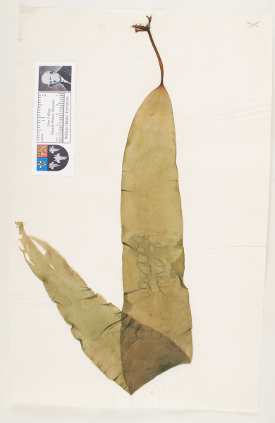 NHM_HH_1.315-2010 image NHM_HH_1.315-2010