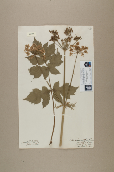 NHM_HH_22.41-2010 image NHM_HH_22.41-2010