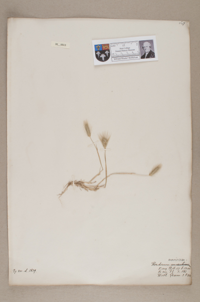 NHM_HH_36.13-2010 image NHM_HH_36.13-2010