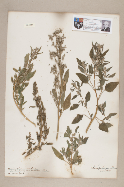 NHM_HH_8.17-2010 image NHM_HH_8.17-2010