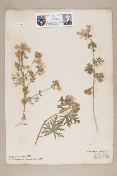 NHM_HH_10.27-2010 image NHM_HH_10.27-2010