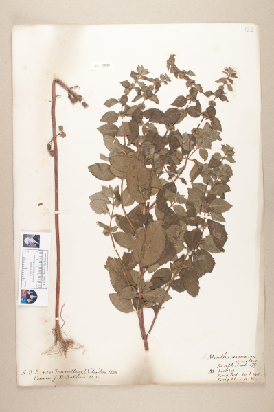 NHM_HH_23.88-2010 image NHM_HH_23.88-2010