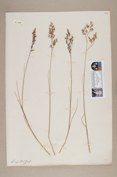 NHM_HH_37.58-2010 image NHM_HH_37.58-2010