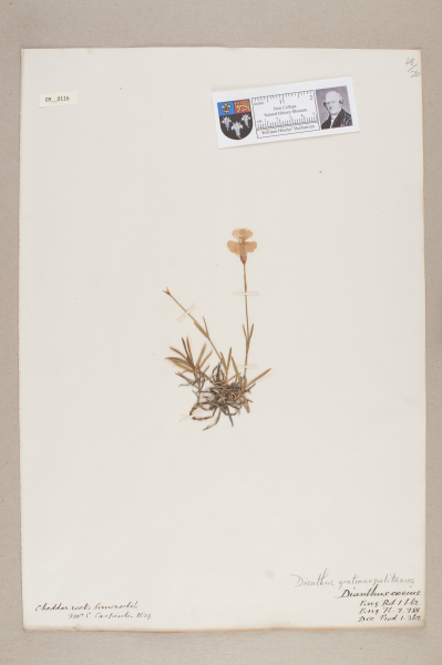 NHM_HH_9.116-2010 image NHM_HH_9.116-2010