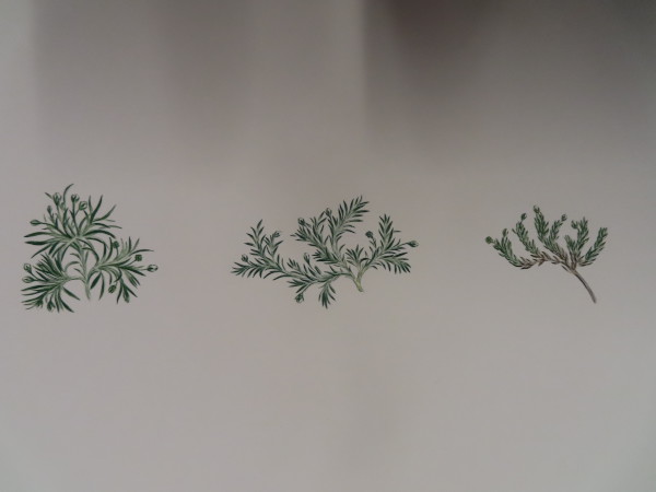 image FDA-E.2916_32_10-2016-A