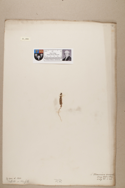 image NHM_HH_25.61-2010