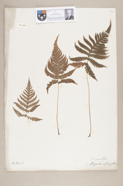 NHM_HH_4.39-2010 image NHM_HH_4.39-2010