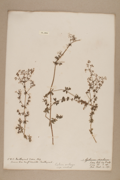 NHM_HH_26.54-2010 image NHM_HH_26.54-2010