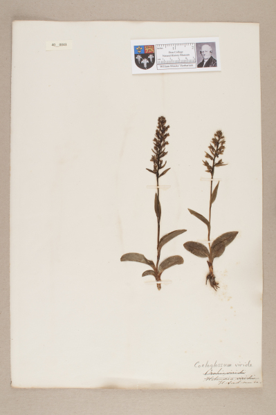 image NHM_HH_40.43-2010