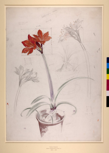 FDA-D.371-2010 image FDA-D.371-2010