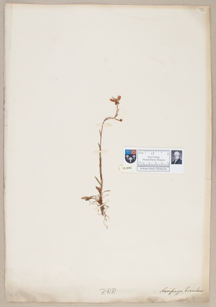 NHM_HH_13.1-2010 image NHM_HH_13.1-2010