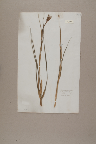 NHM_HH_28.27-2010 image NHM_HH_28.27-2010