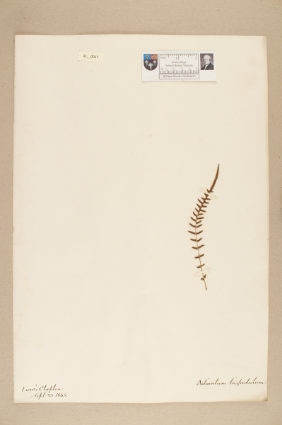 NHM_HH_41.17-2010 image NHM_HH_41.17-2010