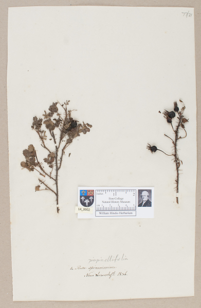 NHM_HH_14.2-2010 image NHM_HH_14.2-2010