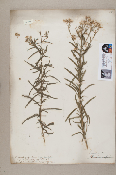 NHM_HH_29.36-2010 image NHM_HH_29.36-2010