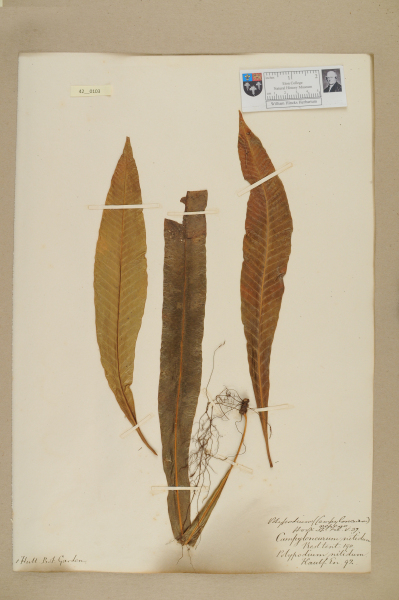 image NHM_HH_42.103-2010