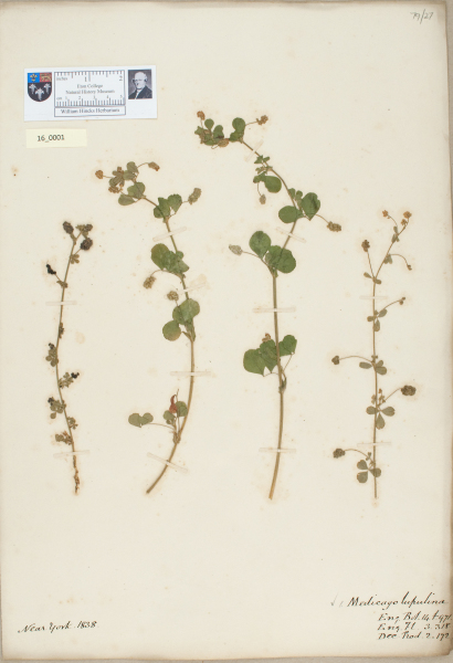 NHM_HH_16.1-2010 image NHM_HH_16.1-2010