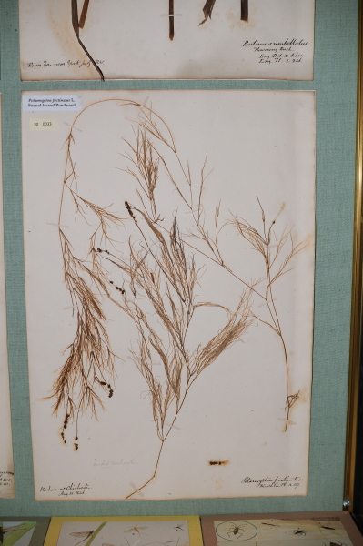 NHM_HH_30.33-2010 image NHM_HH_30.33-2010