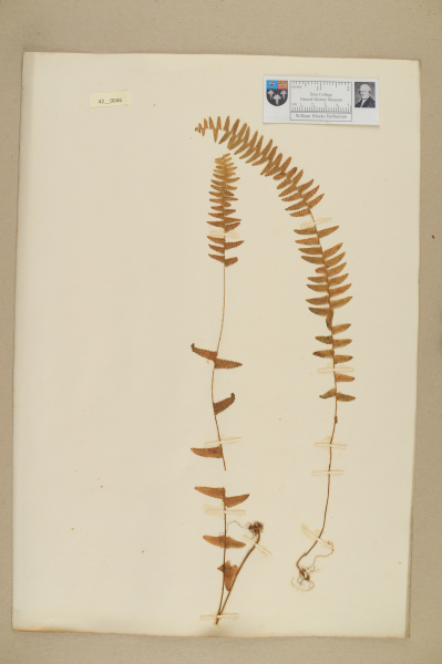 image NHM_HH_42.46-2010