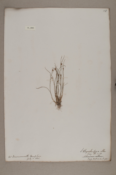 NHM_HH_32.40-2010 image NHM_HH_32.40-2010