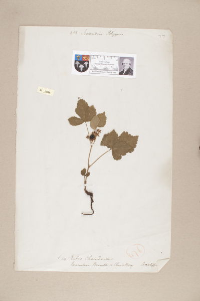 NHM_HH_43.48-2010 image NHM_HH_43.48-2010