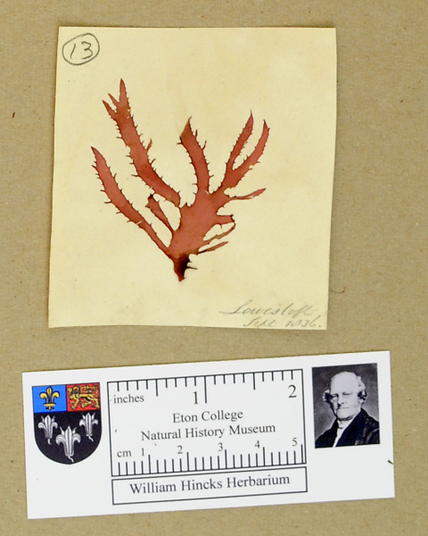 NHM_HH_1.13-2010 image NHM_HH_1.13-2010