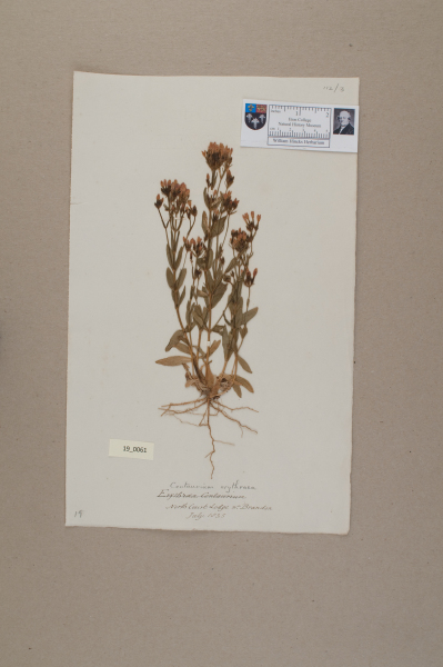 NHM_HH_19.61-2010 image NHM_HH_19.61-2010