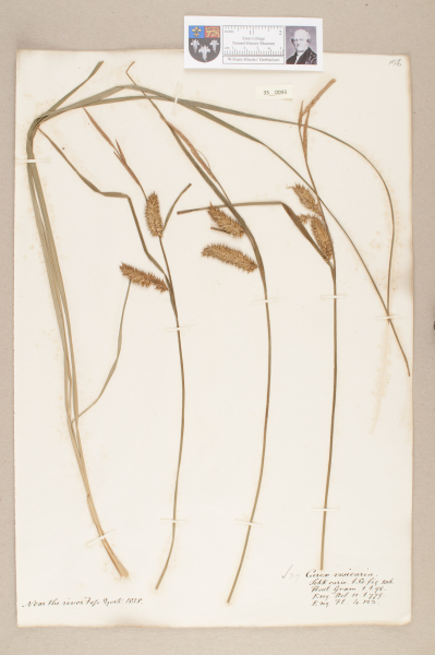 NHM_HH_33.93-2010 image NHM_HH_33.93-2010