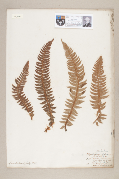 NHM_HH_5.41-2010 image NHM_HH_5.41-2010