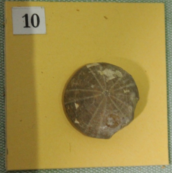 NHM.471-2017 image NHM.471-2017