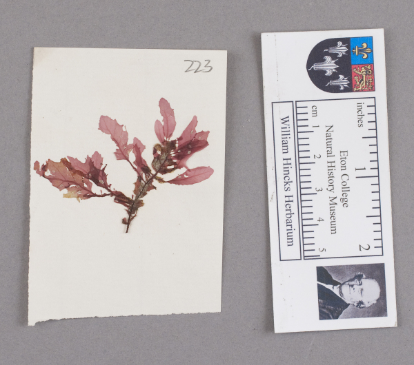 NHM_HH_1.223-2010 image NHM_HH_1.223-2010