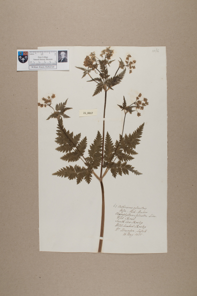 NHM_HH_21.17-2010 image NHM_HH_21.17-2010