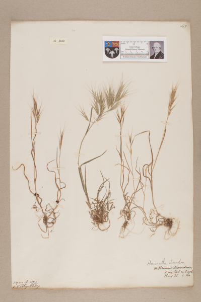 NHM_HH_35.120-2010 image NHM_HH_35.120-2010