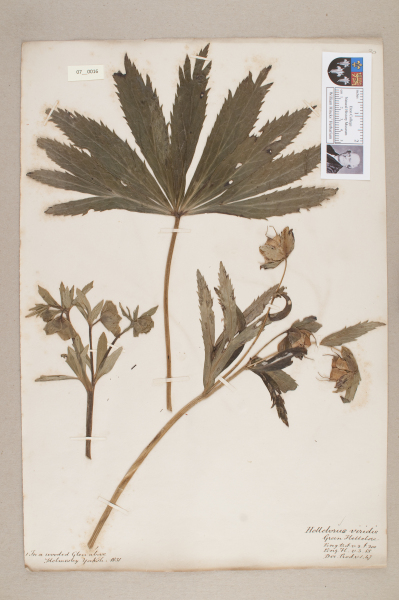 NHM_HH_7.16-2010 image NHM_HH_7.16-2010