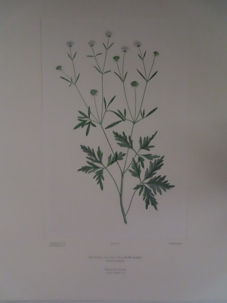 FDA-E.2916_7_5-2016-A image FDA-E.2916_7_5-2016-A