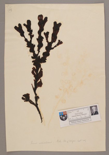 NHM_HH_1.39-2010 image NHM_HH_1.39-2010