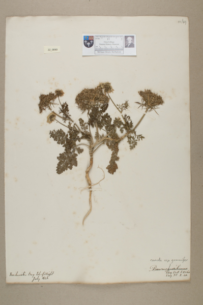 NHM_HH_22.50-2010 image NHM_HH_22.50-2010