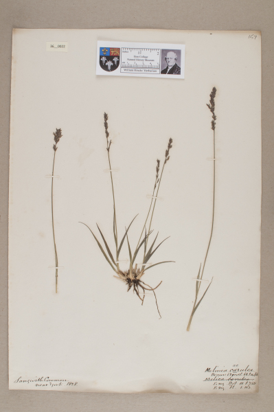 NHM_HH_36.22-2010 image NHM_HH_36.22-2010