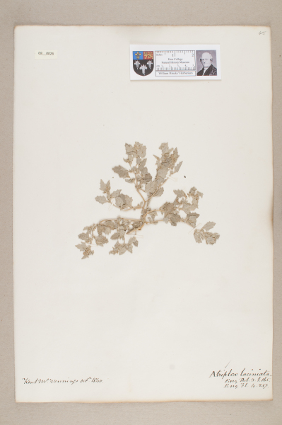 NHM_HH_8.26-2010 image NHM_HH_8.26-2010