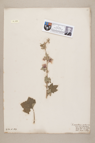 NHM_HH_10.36-2010 image NHM_HH_10.36-2010