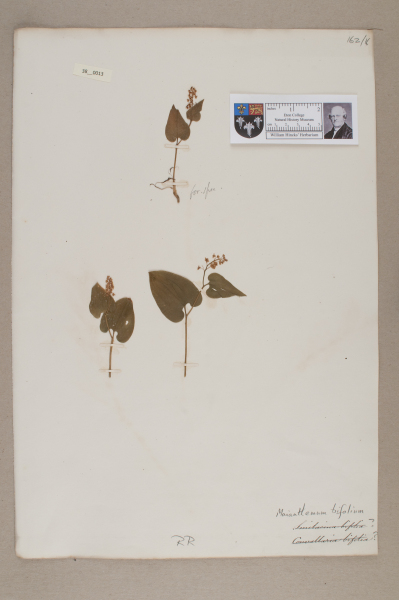 NHM_HH_38.13-2010 image NHM_HH_38.13-2010