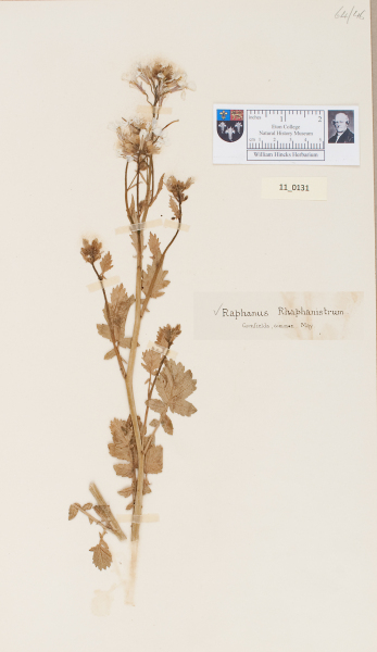 NHM_HH_11.131-2010 image NHM_HH_11.131-2010