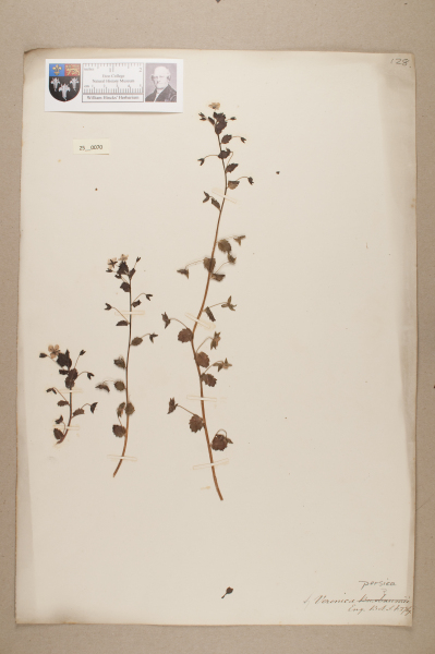 NHM_HH_25.70-2010 image NHM_HH_25.70-2010