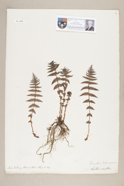 NHM_HH_4.48-2010 image NHM_HH_4.48-2010