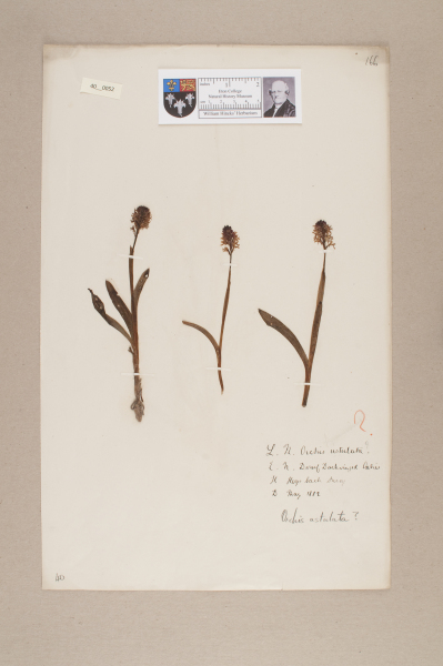 NHM_HH_40.52-2010 image NHM_HH_40.52-2010